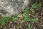 Adiantum incisum