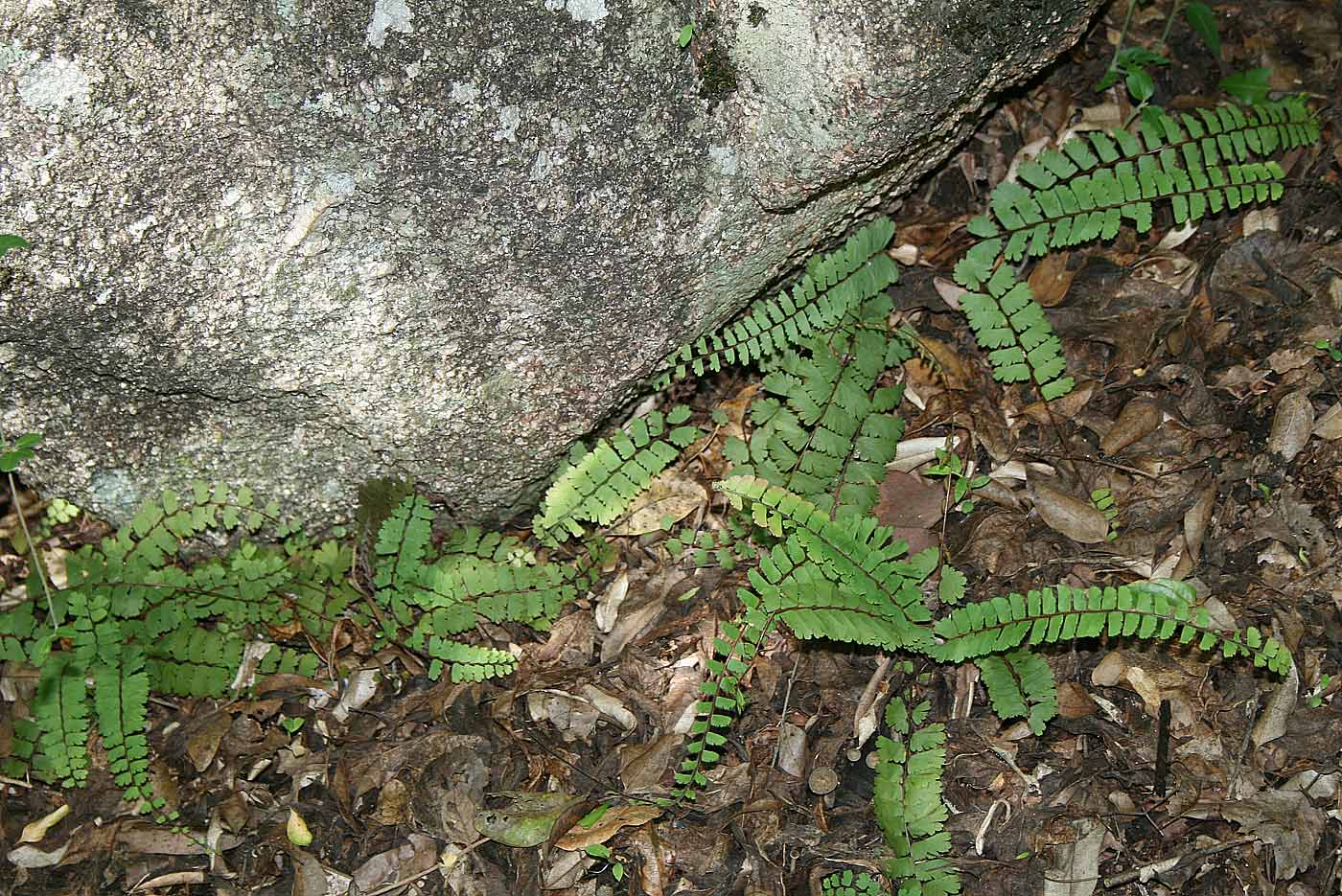 Adiantum incisum