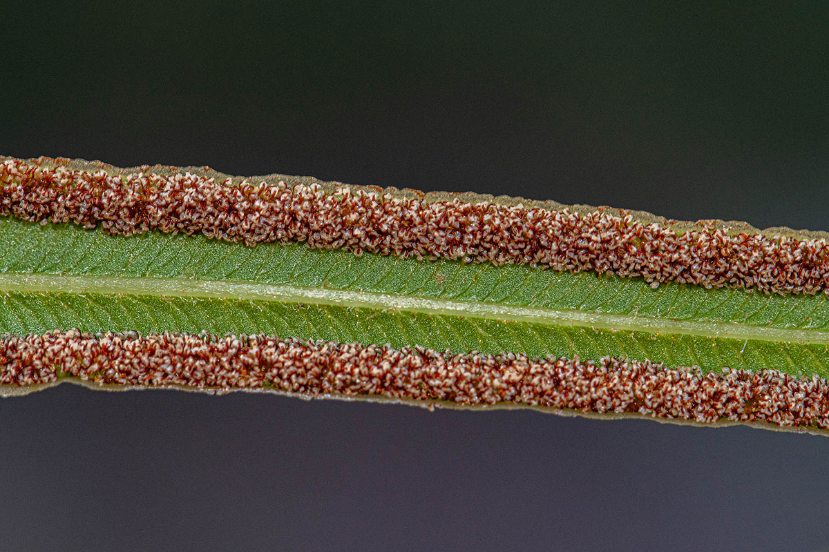 Pteris vittata Pteris vittata