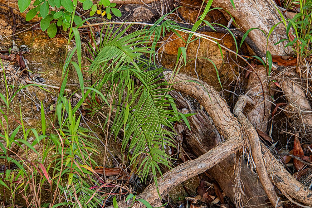 Pteris vittata Pteris vittata