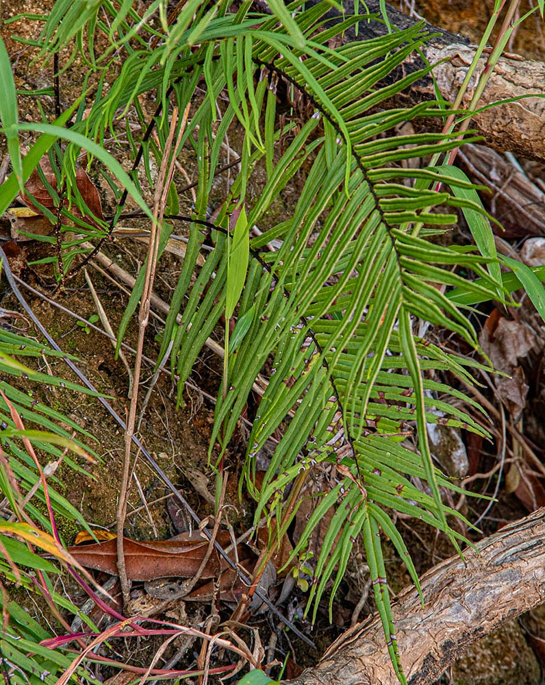 Pteris vittata Pteris vittata