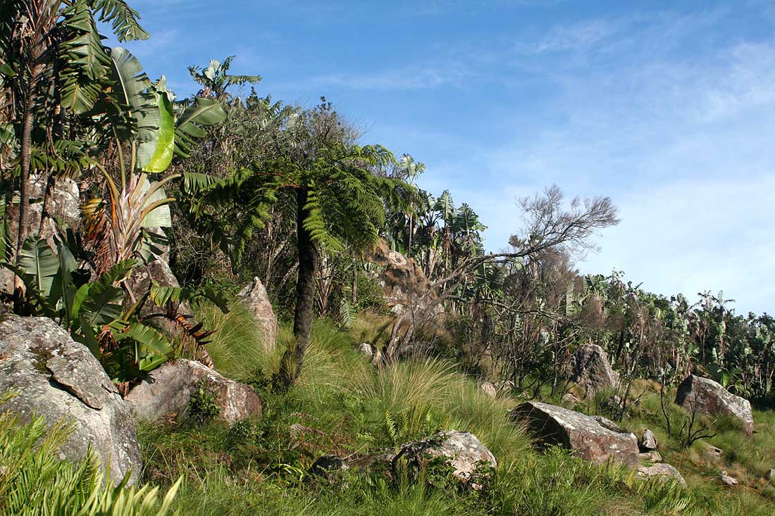 Cyathea dregei