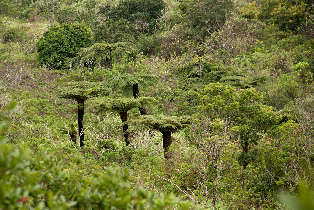 Cyathea dregei Cyathea dregei