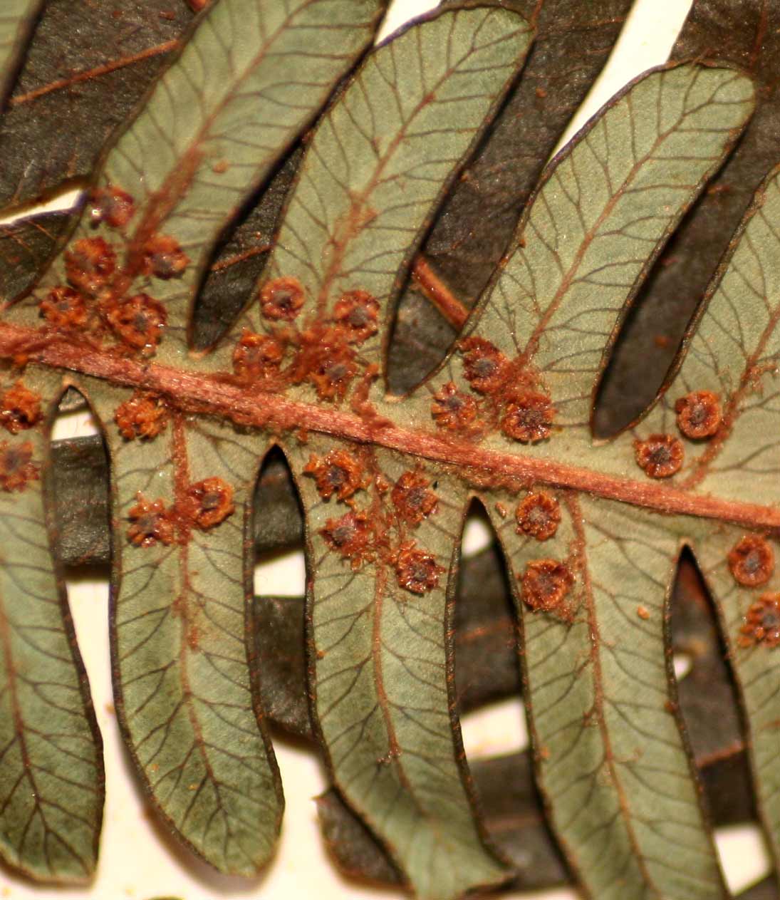 Cyathea dregei Cyathea dregei