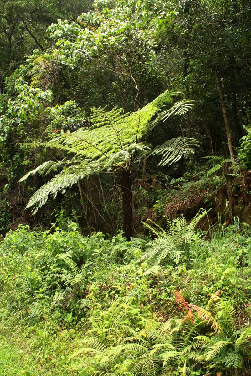 Cyathea dregei Cyathea dregei