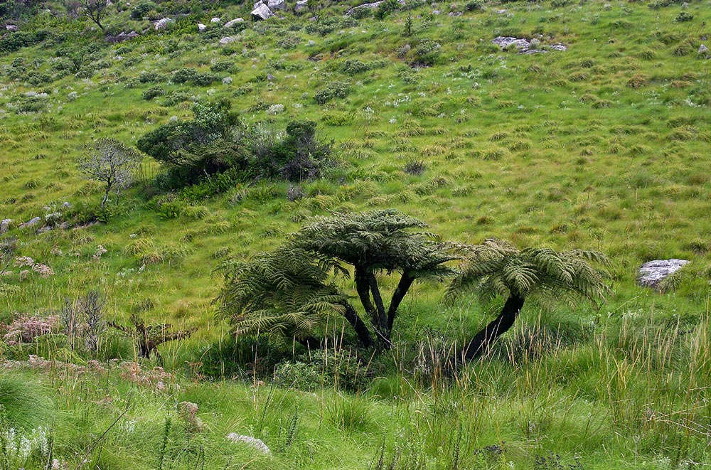 Cyathea dregei