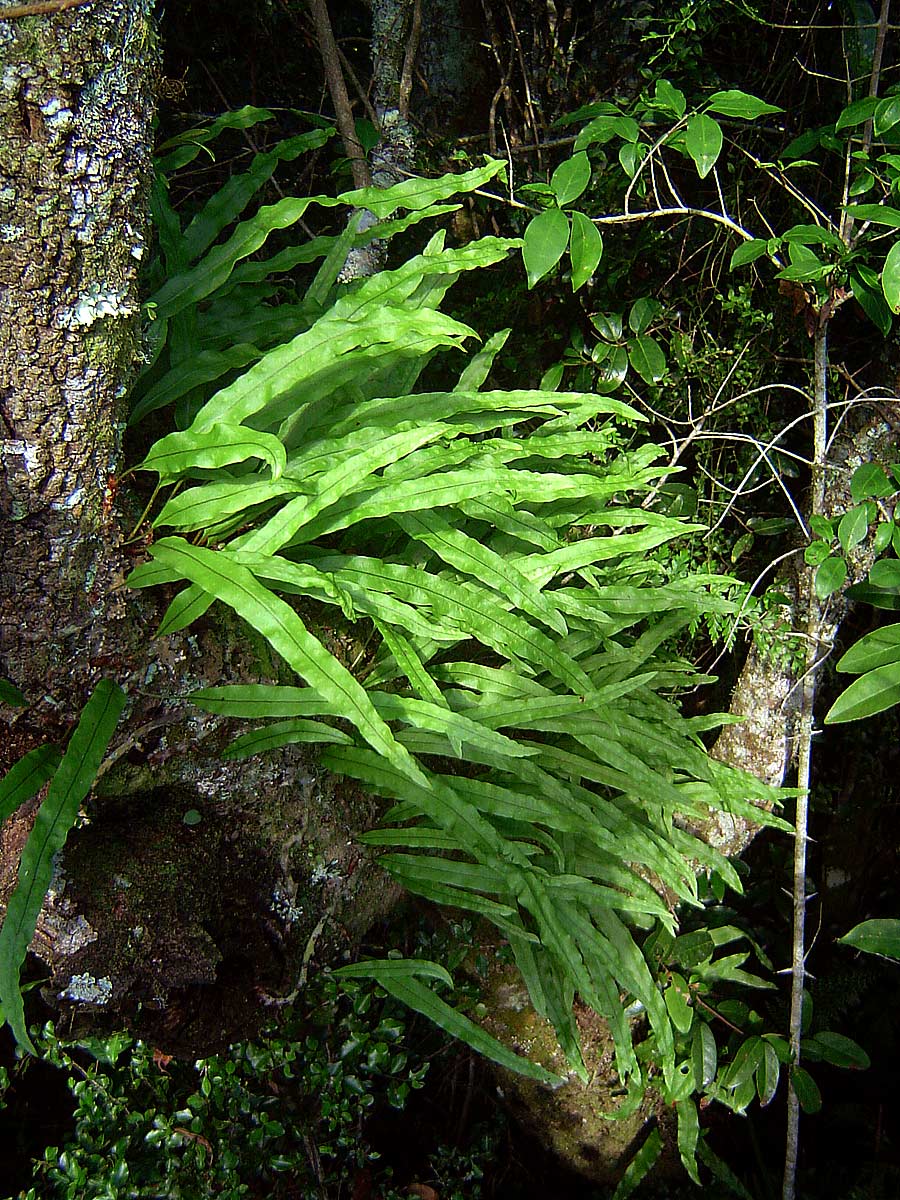 Lepisorus excavatus Lepisorus excavatus