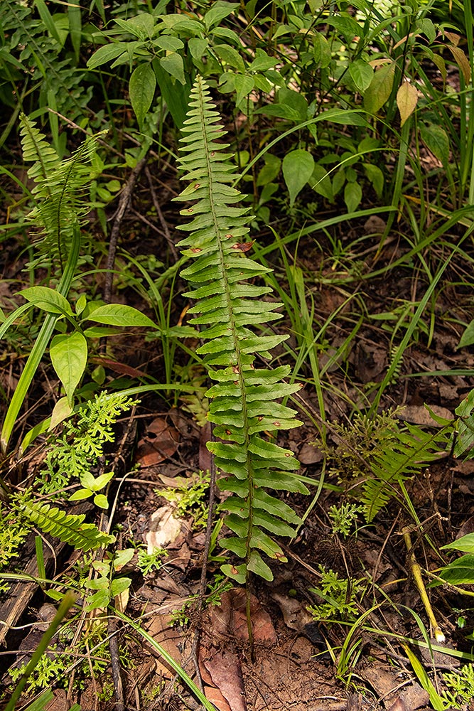 Nephrolepis undulata Nephrolepis undulata