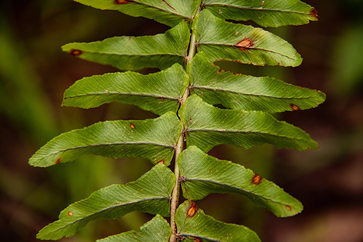 Nephrolepis undulata Nephrolepis undulata