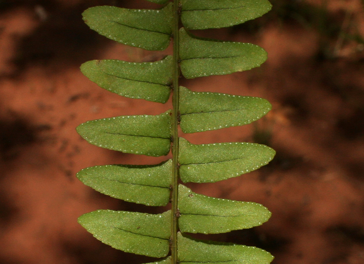 Nephrolepis undulata Nephrolepis undulata
