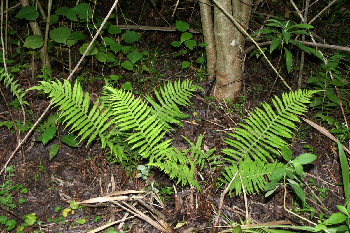 Christella chaseana Christella chaseana