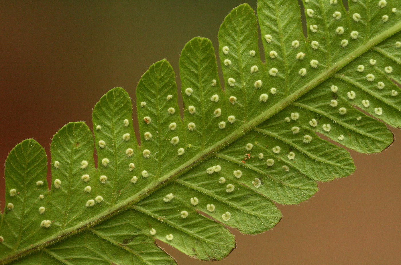 Christella dentata Christella dentata