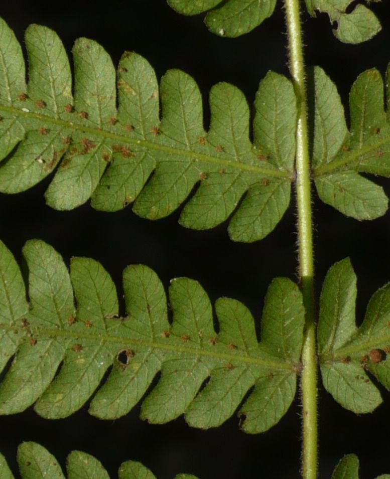 Christella hispidula Christella hispidula