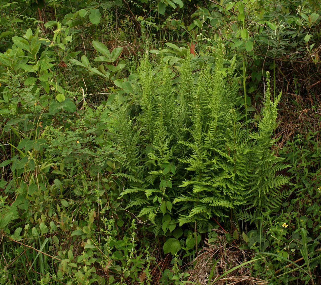 Dryopteris athamantica Dryopteris athamantica