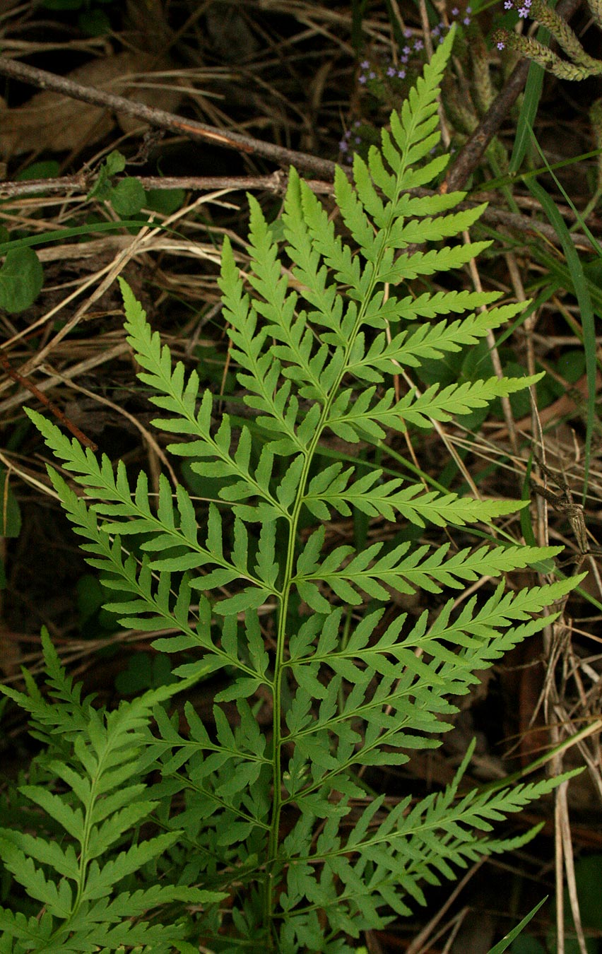 Dryopteris athamantica Dryopteris athamantica