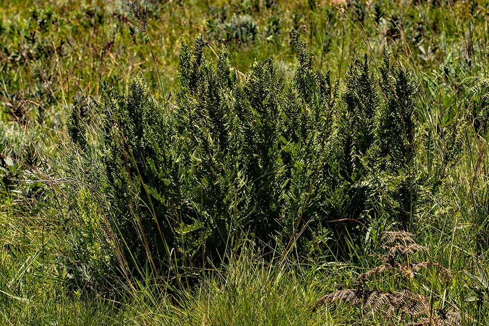 Dryopteris athamantica Dryopteris athamantica