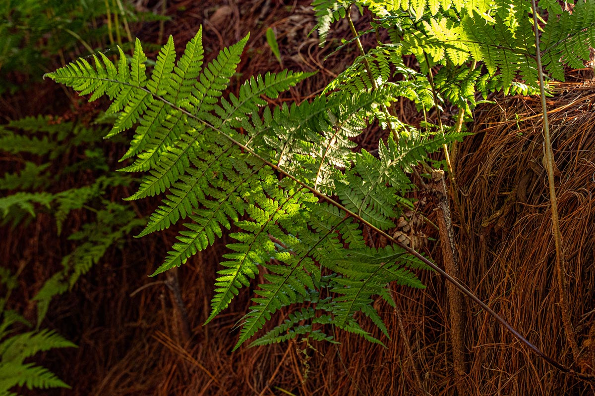 Dryopteris pentheri