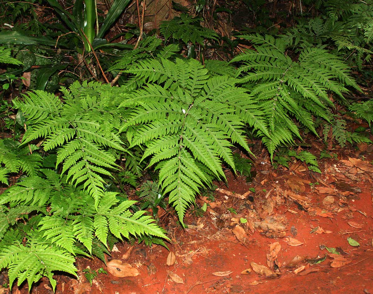 Tectaria gemmifera Tectaria gemmifera