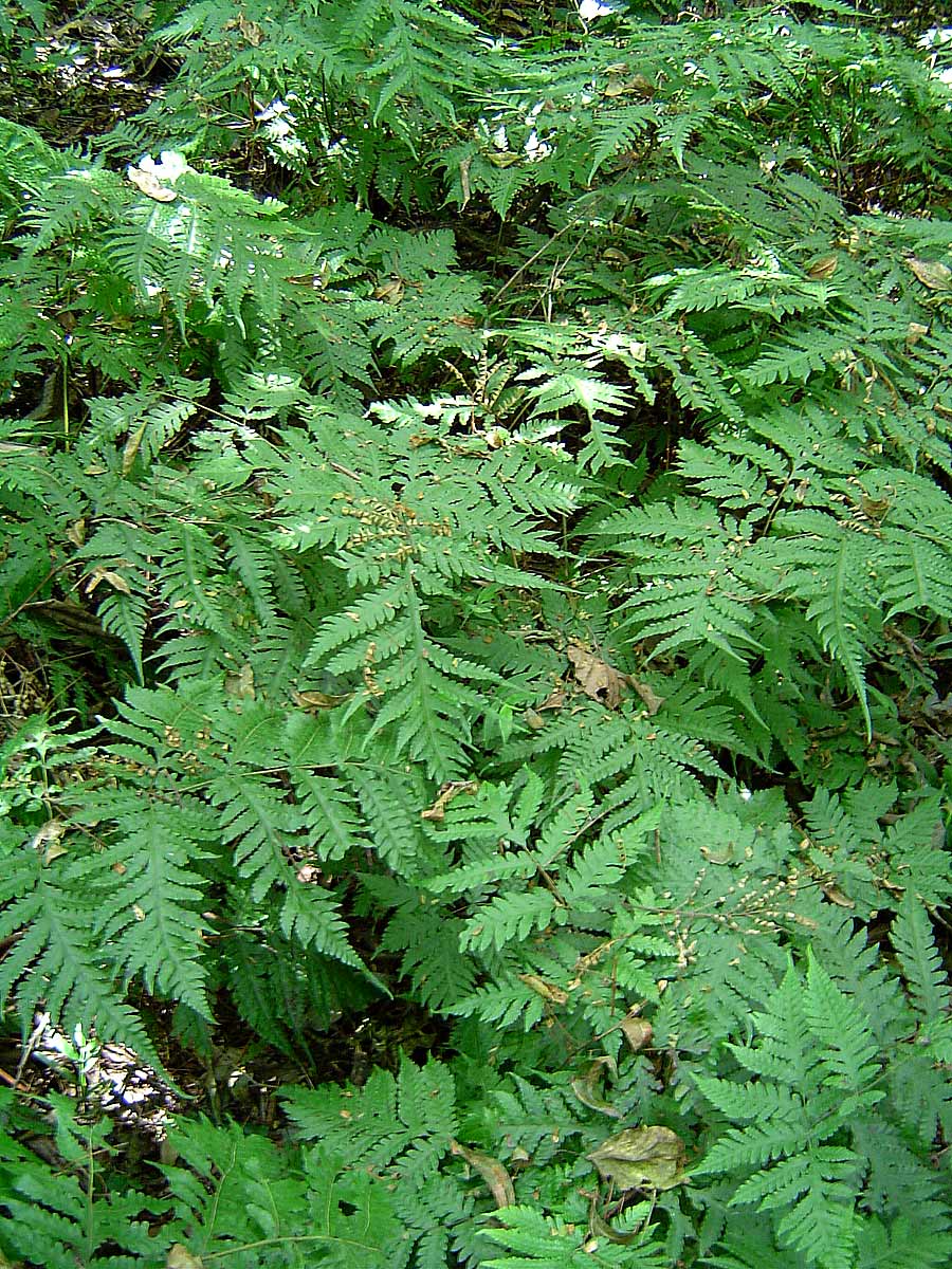 Tectaria gemmifera Tectaria gemmifera