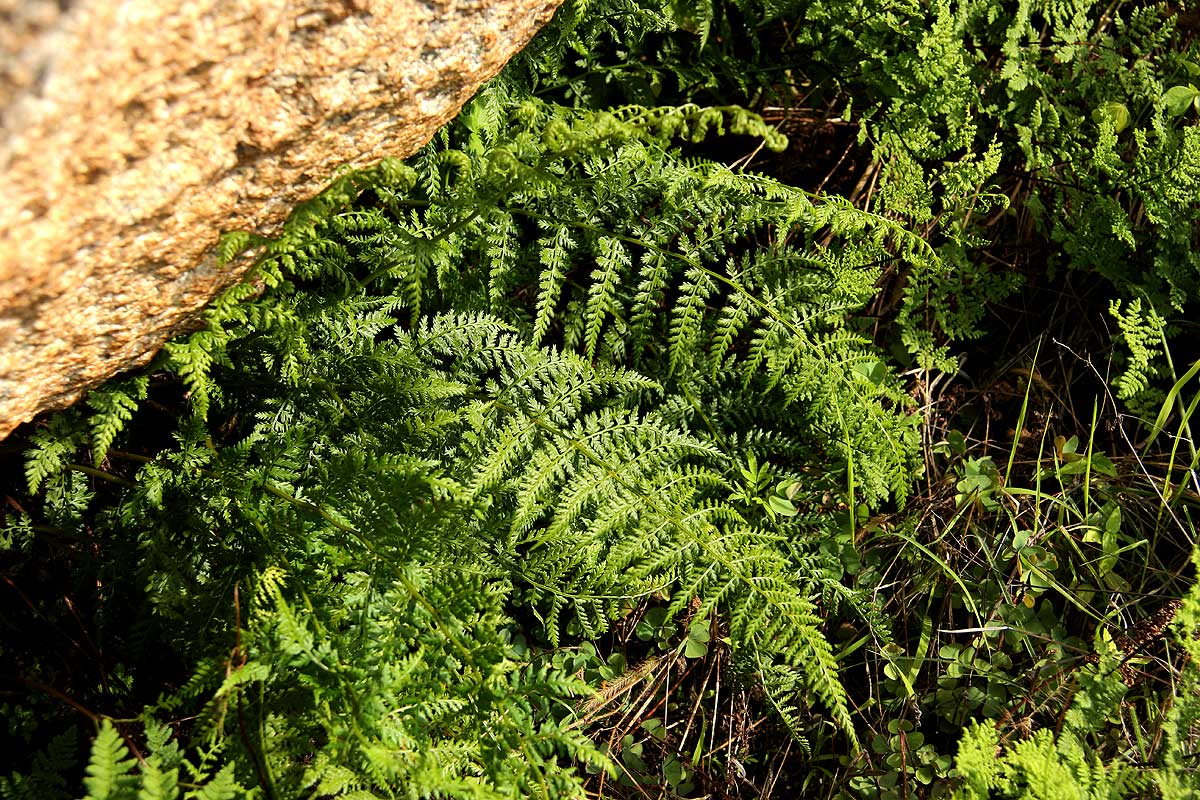 Athyrium schimperi Athyrium schimperi