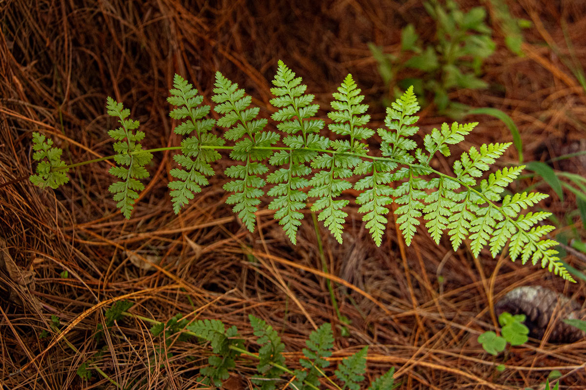 Athyrium schimperi Athyrium schimperi