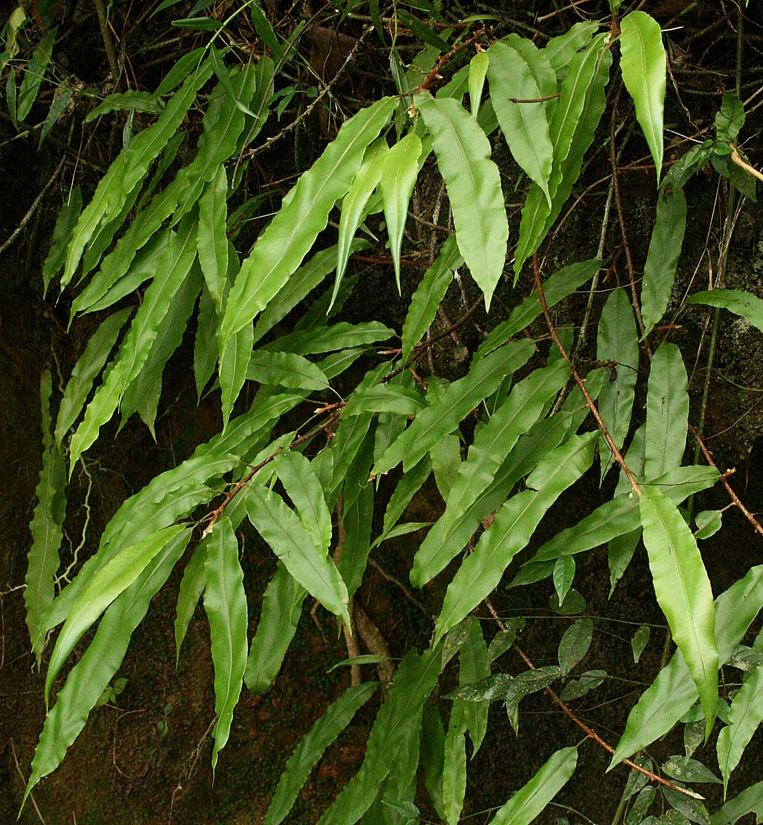 Oleandra distenta Oleandra distenta