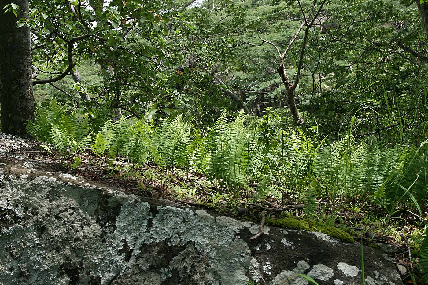Arthropteris orientalis Arthropteris orientalis
