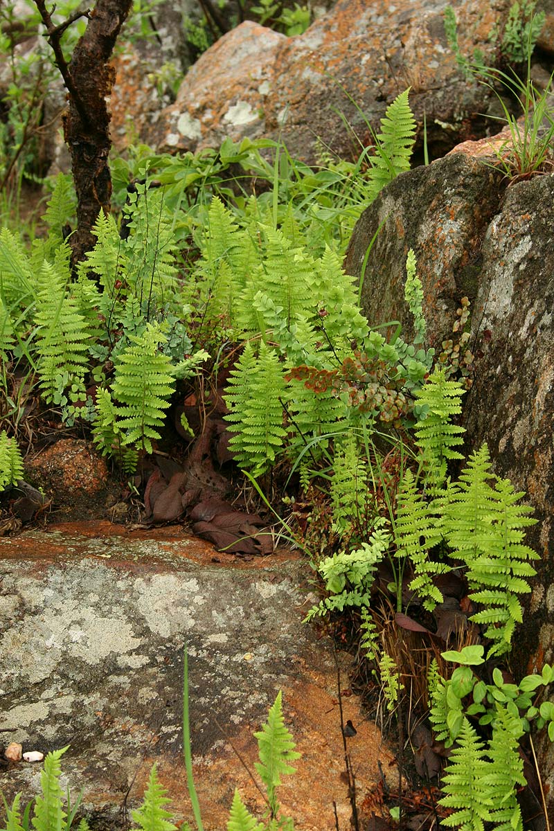 Arthropteris orientalis Arthropteris orientalis