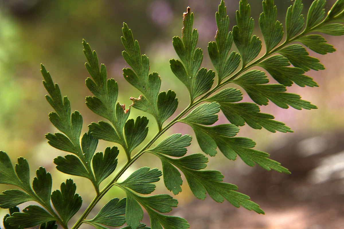 Asplenium aethiopicum Asplenium aethiopicum