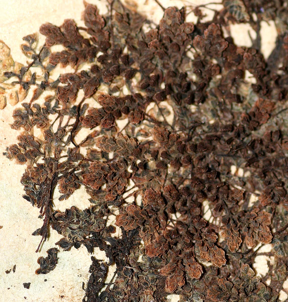 Azolla pinnata subsp. africana Azolla pinnata subsp. africana