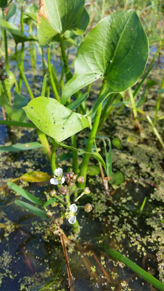 Limnophyton obtusifolium Limnophyton obtusifolium