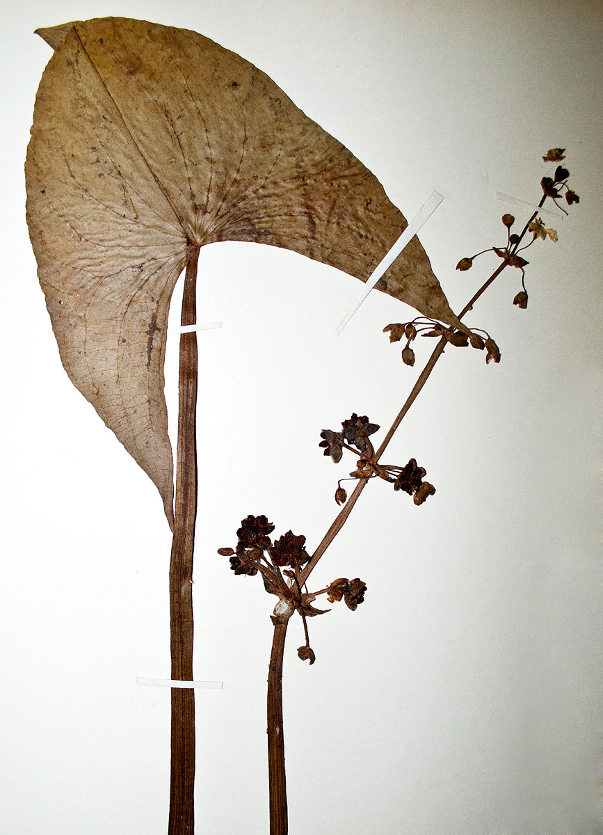 Limnophyton obtusifolium Limnophyton obtusifolium