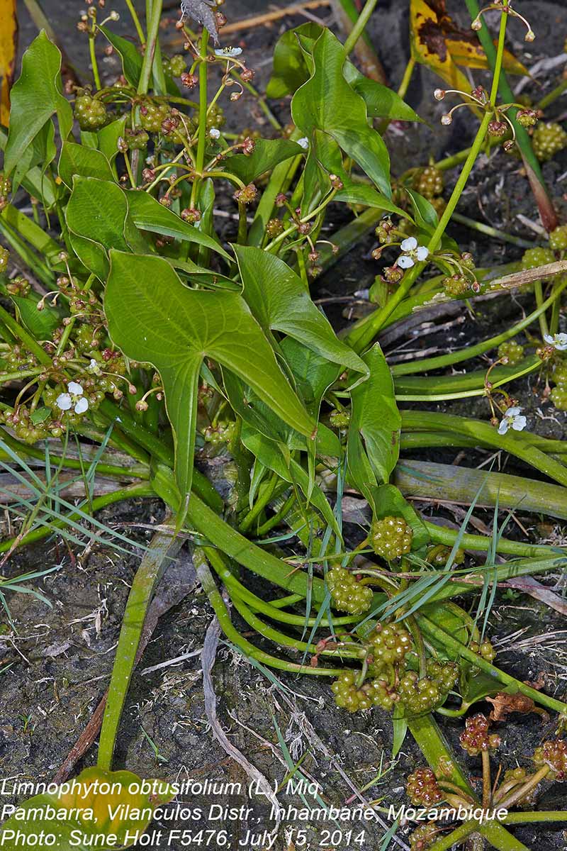 Limnophyton obtusifolium Limnophyton obtusifolium