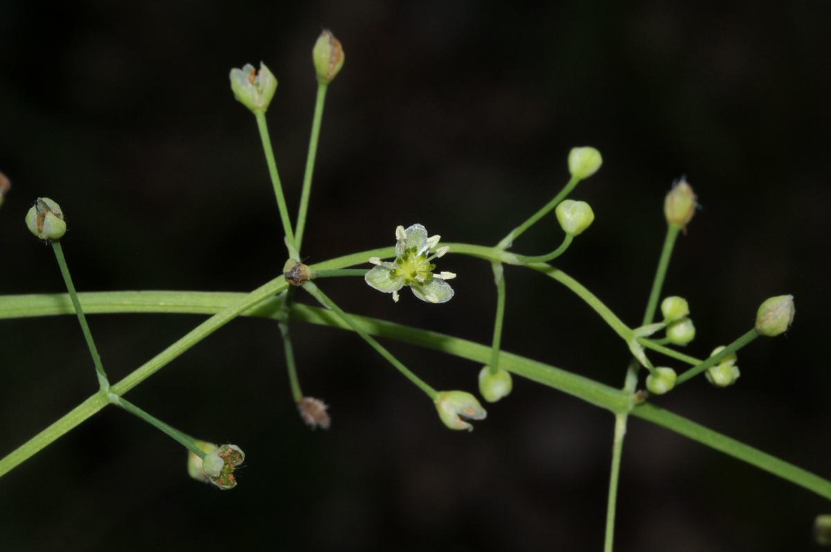 Burnatia enneandra Burnatia enneandra