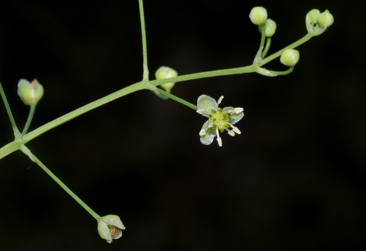 Burnatia enneandra Burnatia enneandra