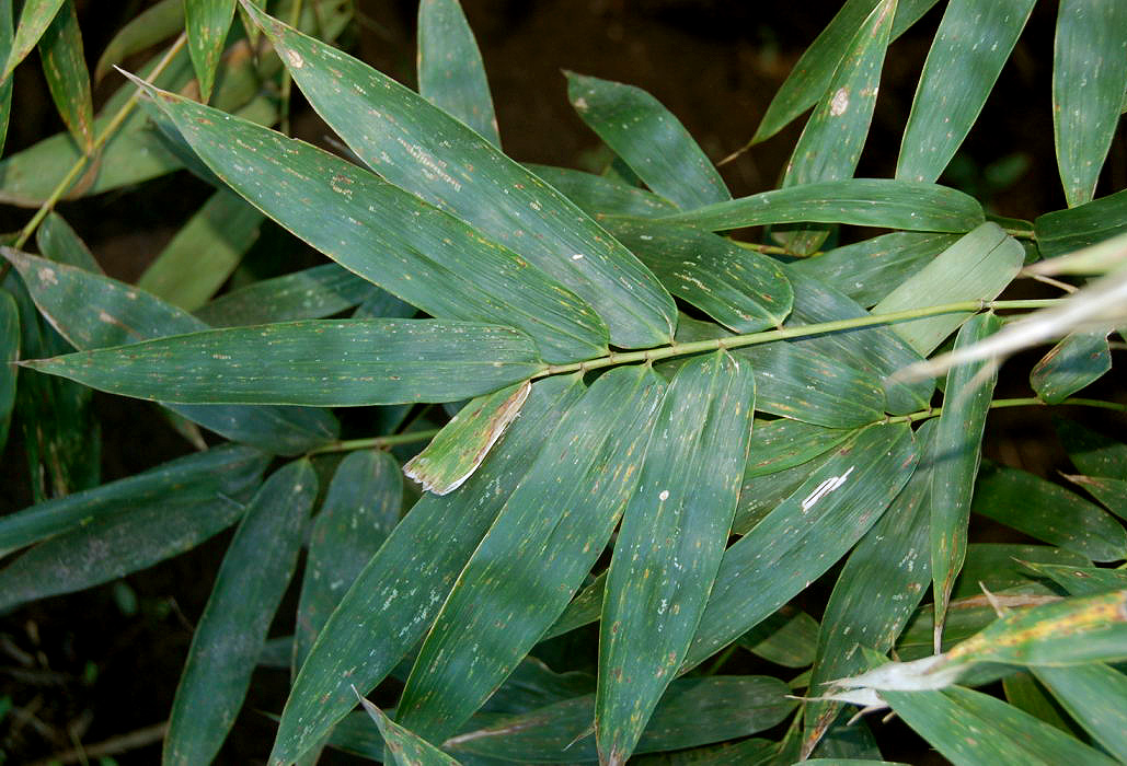 Oxytenanthera abyssinica Oxytenanthera abyssinica