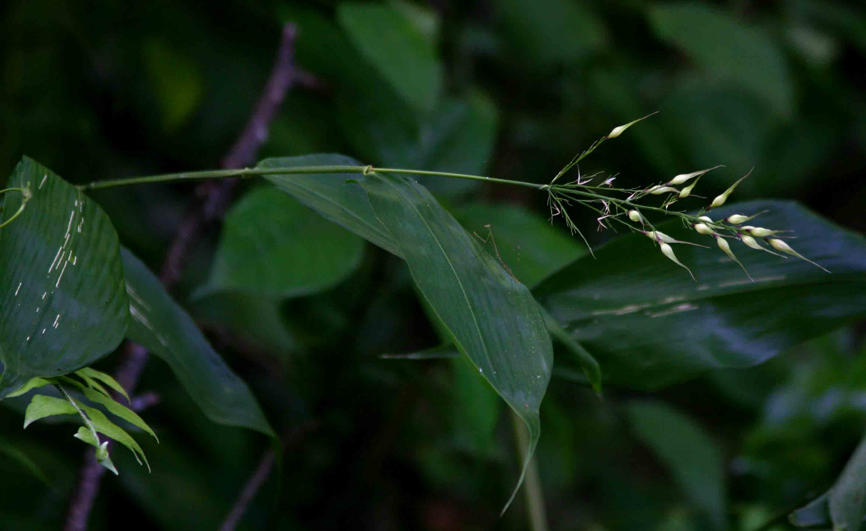 Olyra latifolia Olyra latifolia