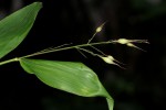 Olyra latifolia