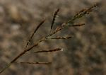 Leersia hexandra