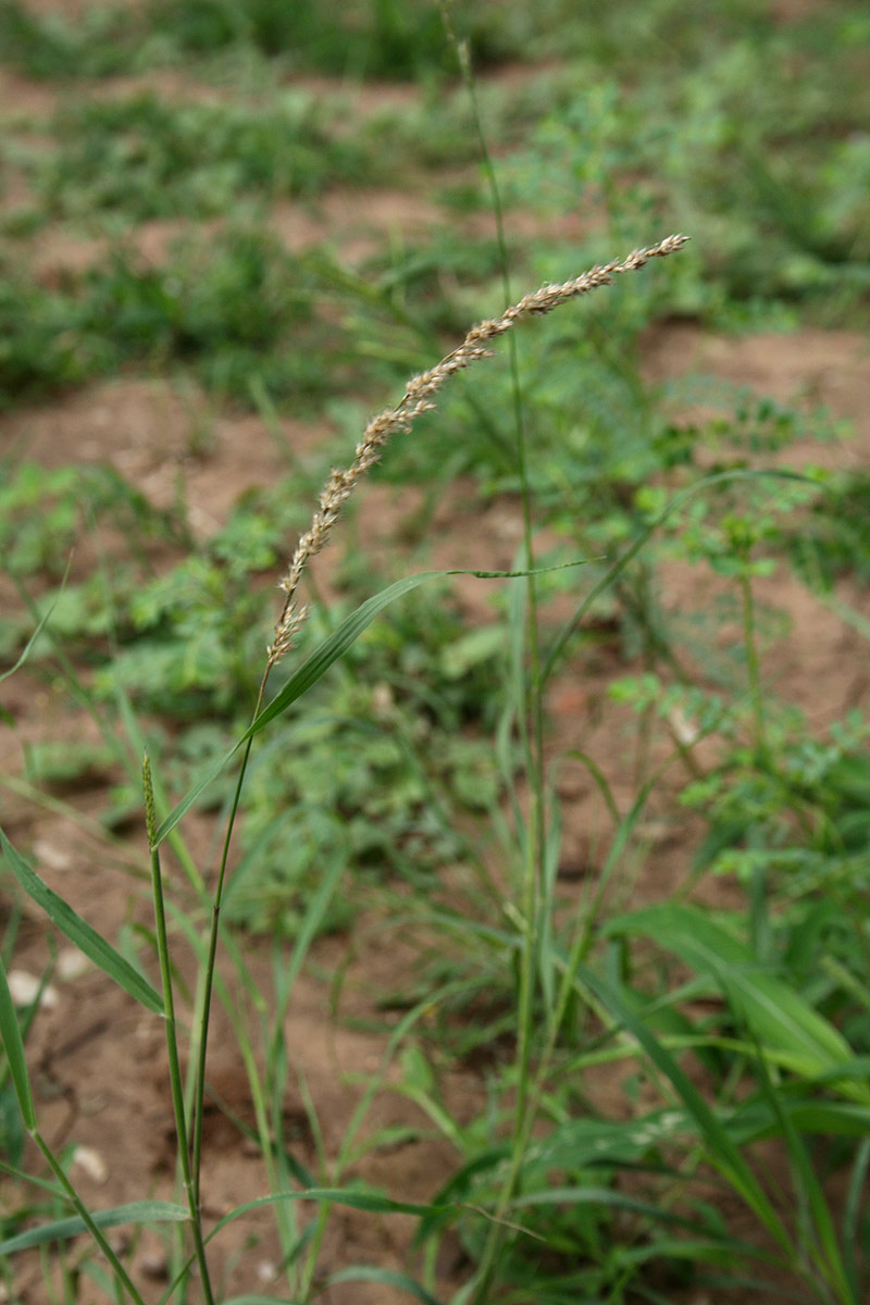 Enneapogon cenchroides Enneapogon cenchroides