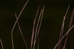 Microchloa kunthii