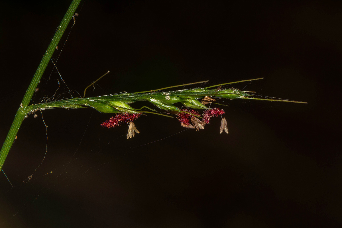 Oplismenus hirtellus Oplismenus hirtellus