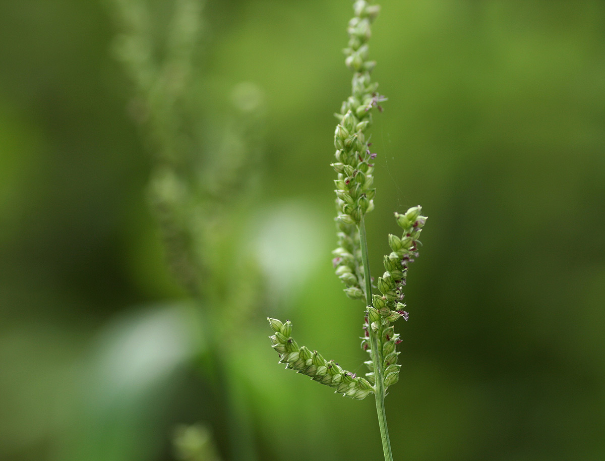 Echinochloa colona Echinochloa colona