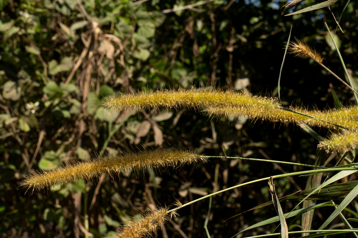 Cenchrus purpureus