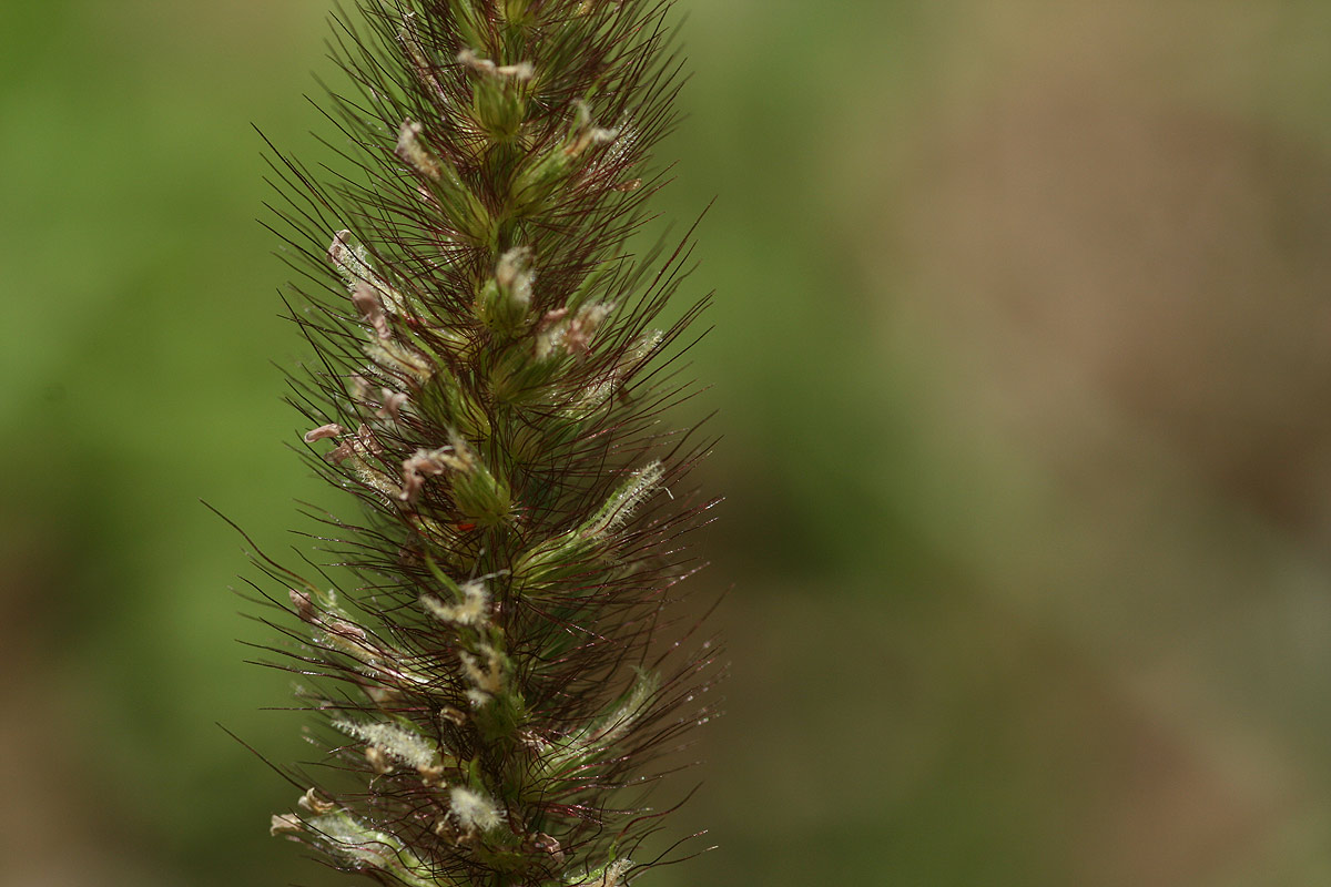 Cenchrus ciliaris Cenchrus ciliaris
