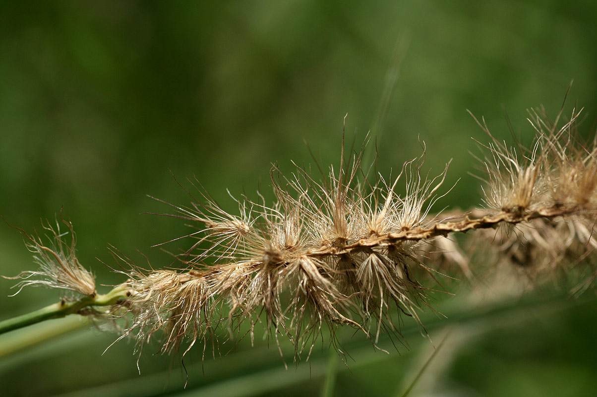 Cenchrus ciliaris Cenchrus ciliaris