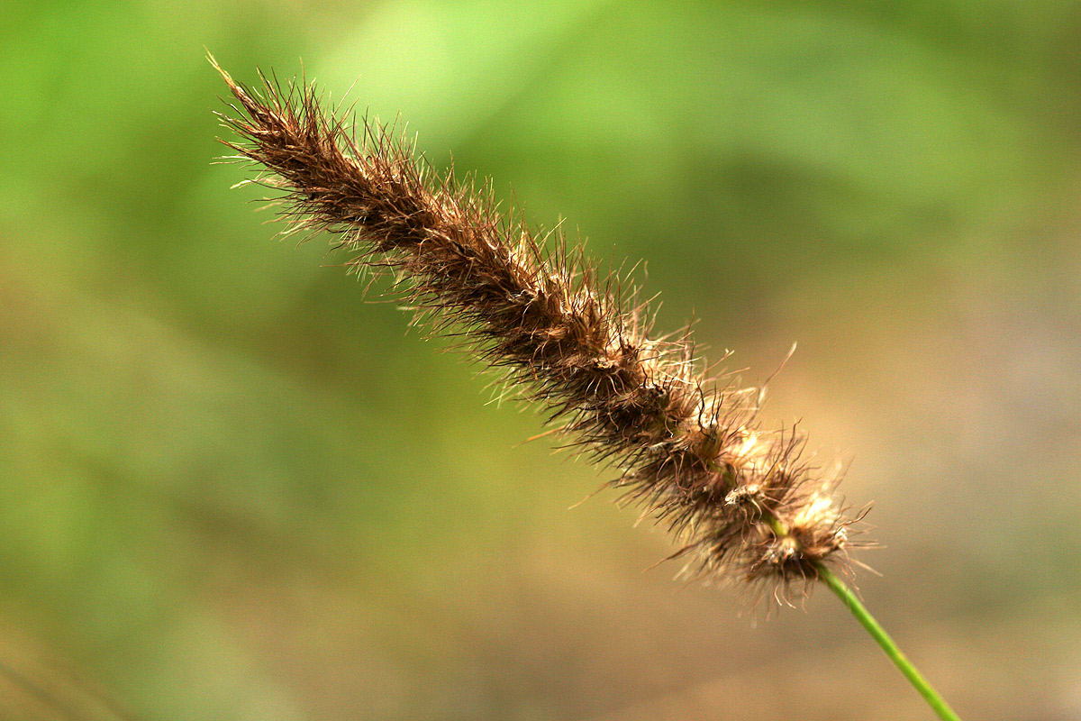 Cenchrus ciliaris Cenchrus ciliaris