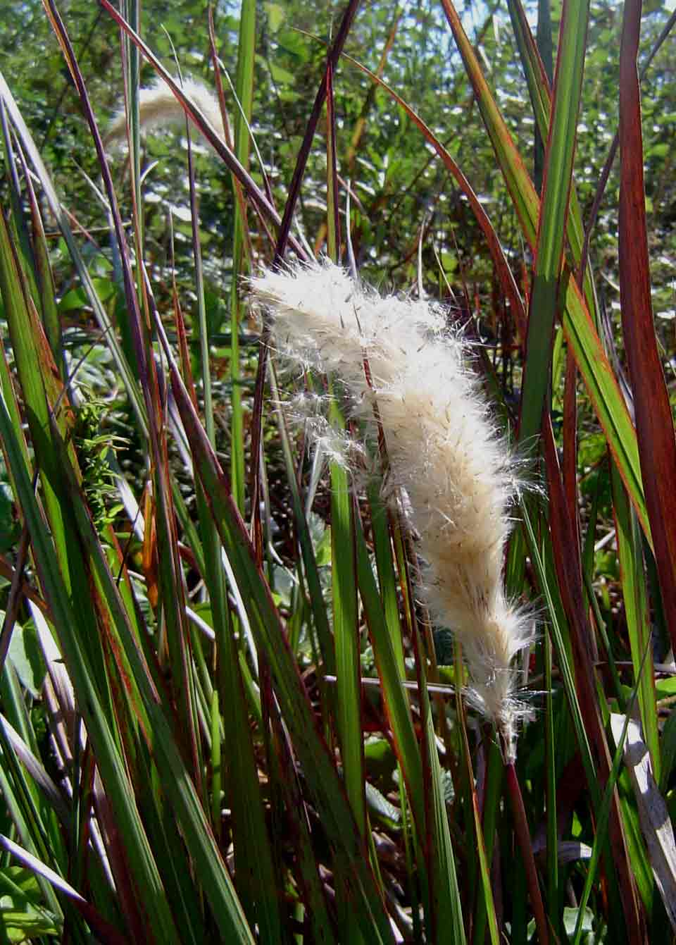 Imperata cylindrica Imperata cylindrica