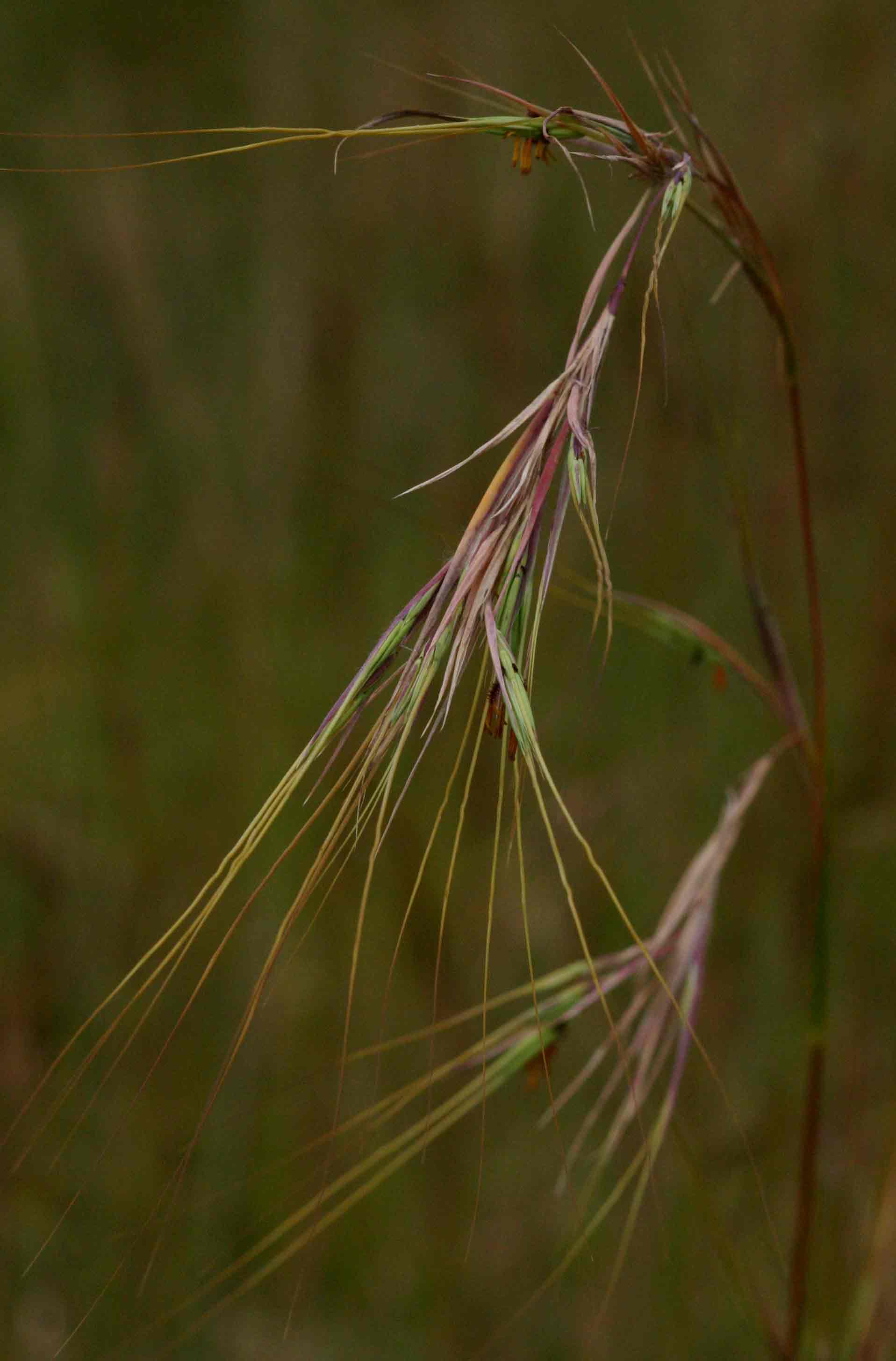 Hyperthelia dissoluta Hyperthelia dissoluta