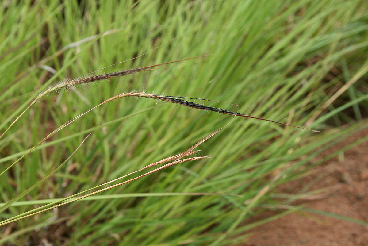 Heteropogon contortus Heteropogon contortus